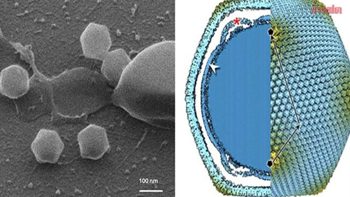 Phát hiện loài virus khổng lồ, lớn gấp 2 lần virus cúm Ảnh 1
