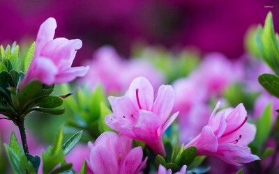 Dự báo thời tiết ngày 19/4/2025: Bắc Bộ rải rác có dông
