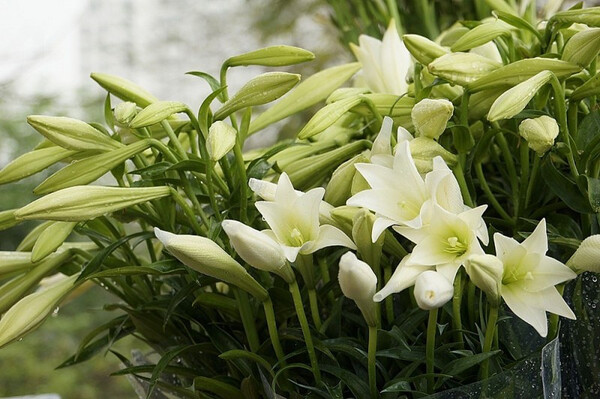 Dự báo thời tiết ngày 10/4/2025: Hà Nội có sương mù nhẹ rải rác, gió nhẹ